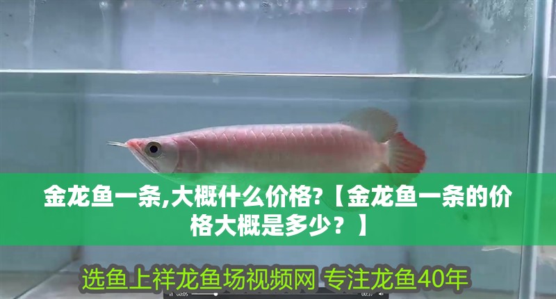 金龍魚一條,大概什么價格?【金龍魚一條的價格大概是多少？】