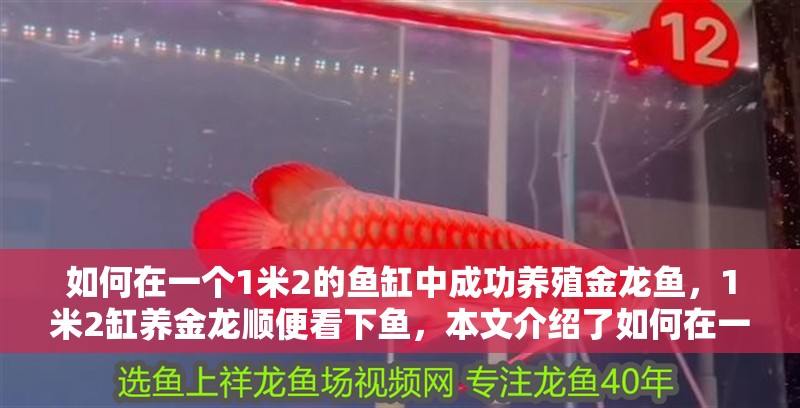 如何在一個1米2的魚缸中成功養殖金龍魚，1米2缸養金龍順便看下魚，本文介紹了如何在一個1米2的魚缸中成功養殖金龍魚