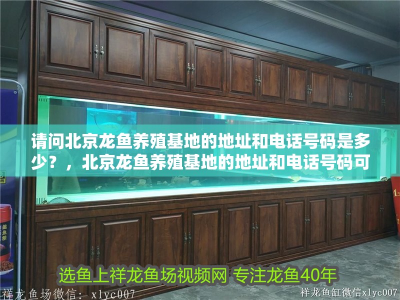 請問北京龍魚養殖基地的地址和電話號碼是多少？，北京龍魚養殖基地的地址和電話號碼可以提供嗎？