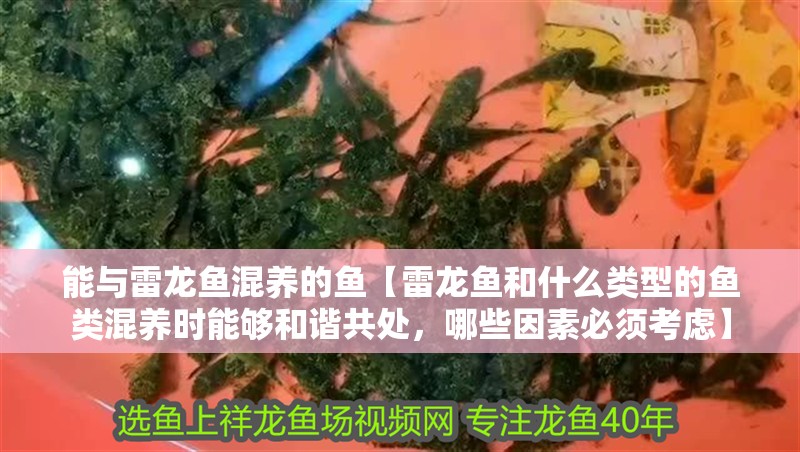能與雷龍魚混養(yǎng)的魚【雷龍魚和什么類型的魚類混養(yǎng)時能夠和諧共處，哪些因素必須考慮】