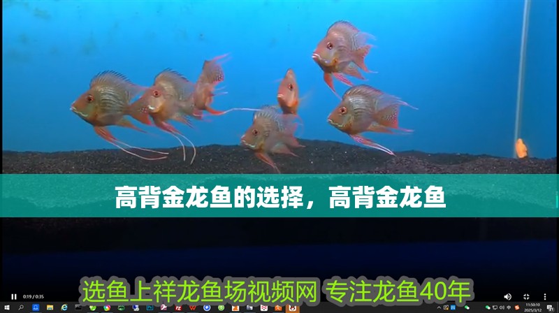 高背金龍魚的選擇，高背金龍魚