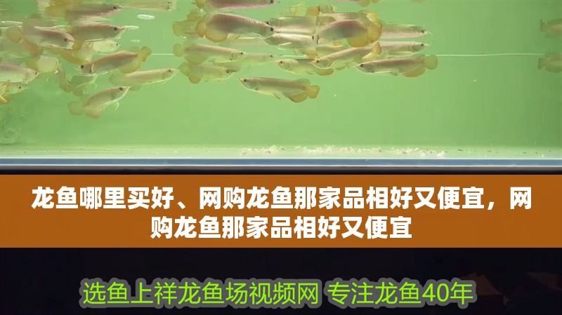 龍魚哪里買好、網(wǎng)購龍魚那家品相好又便宜，網(wǎng)購龍魚那家品相好又便宜