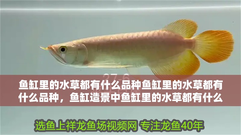 魚缸里的水草都有什么品種魚缸里的水草都有什么品種，魚缸造景中魚缸里的水草都有什么品種啊圖片