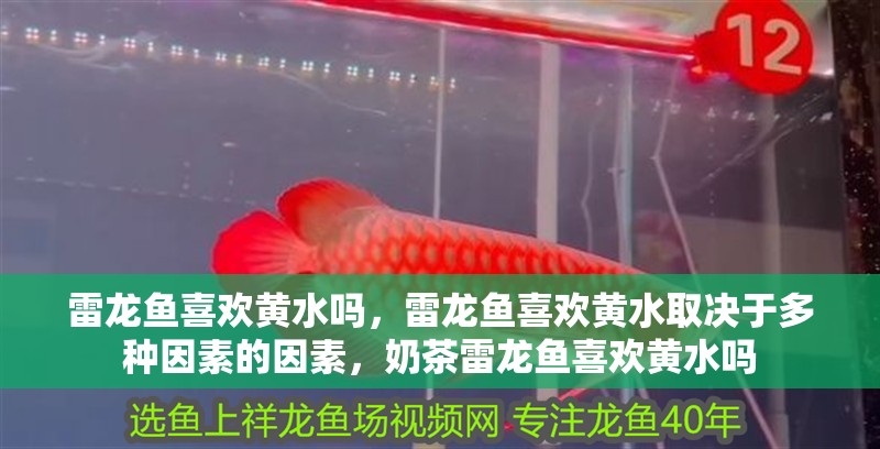 雷龍魚喜歡黃水嗎，雷龍魚喜歡黃水取決于多種因素的因素，奶茶雷龍魚喜歡黃水嗎