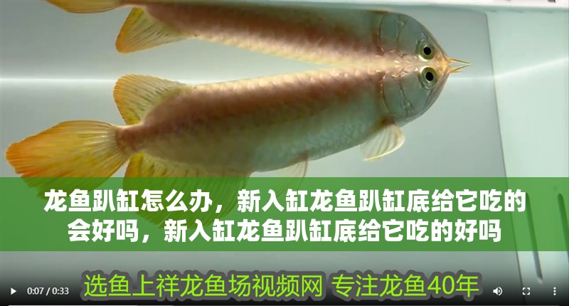 龍魚趴缸怎么辦,新入缸龍魚趴缸底給它吃的會好嗎,新入缸龍魚趴缸底給它吃的好嗎 觀賞魚百科 第2張 龍魚趴缸怎么辦,新入缸龍魚趴缸底給它吃的會好嗎,新入缸龍魚趴缸底給它吃的好嗎 龍魚趴缸怎么辦,新入缸龍魚趴缸底給它吃的會好嗎,新入缸龍魚趴缸底給它吃的好嗎 觀賞魚百科 第2張