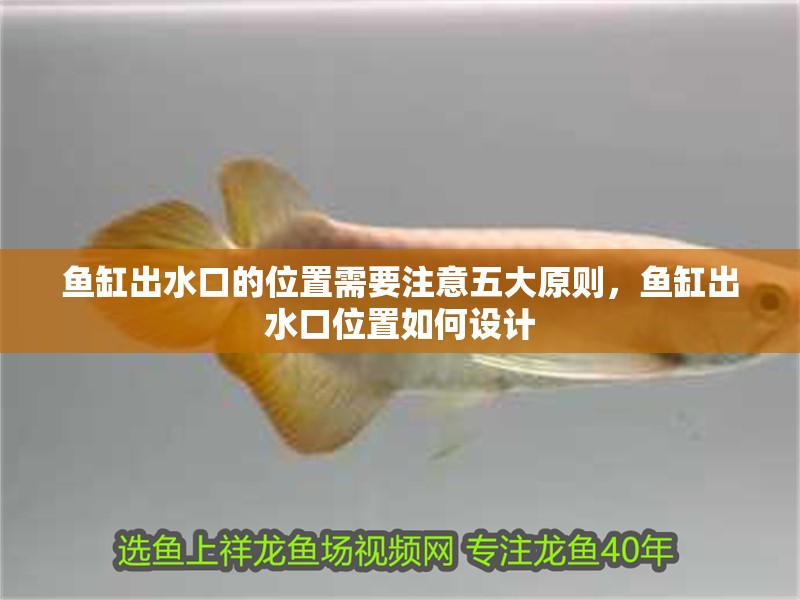 魚缸出水口的位置需要注意五大原則，魚缸出水口位置如何設計