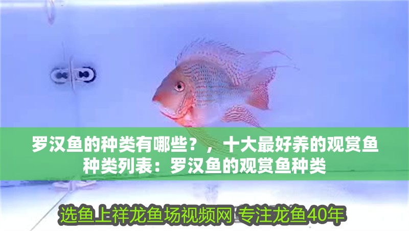 羅漢魚的種類有哪些？，十大最好養的觀賞魚種類列表：羅漢魚的觀賞魚種類
