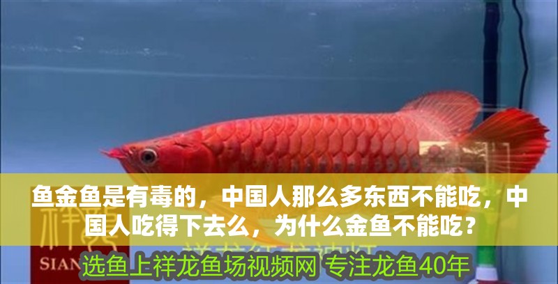 魚金魚是有毒的，中國(guó)人那么多東西不能吃，中國(guó)人吃得下去么，為什么金魚不能吃？