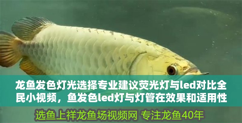 龍魚發色燈光選擇專業建議熒光燈與led對比全民小視頻，魚發色led燈與燈管在效果和適用性上各有優勢