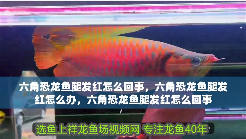 六角恐龍魚腿發紅怎么回事，六角恐龍魚腿發紅怎么辦，六角恐龍魚腿發紅怎么回事