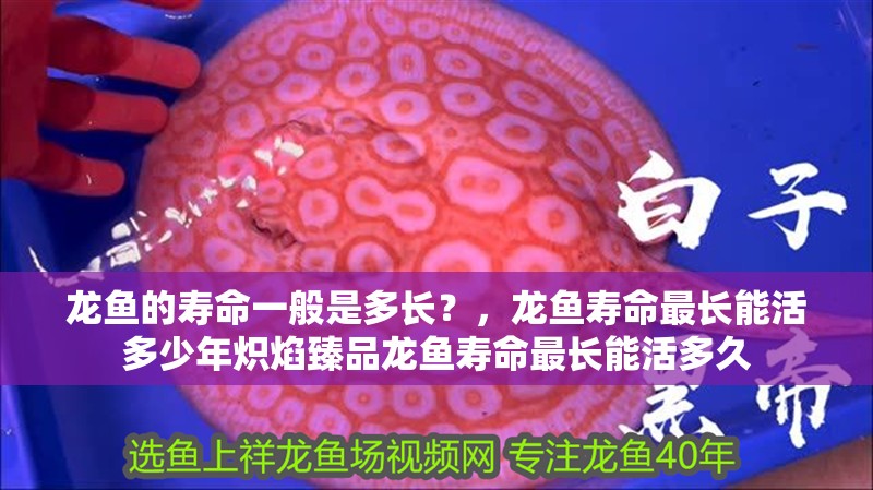 龍魚的壽命一般是多長(zhǎng)？，龍魚壽命最長(zhǎng)能活多少年熾焰臻品龍魚壽命最長(zhǎng)能活多久