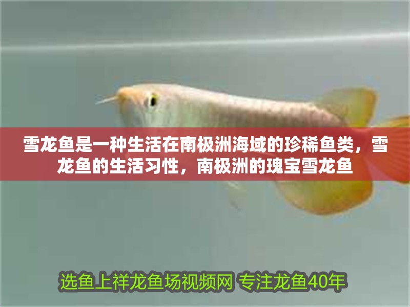 雪龍魚是一種生活在南極洲海域的珍稀魚類，雪龍魚的生活習性，南極洲的瑰寶雪龍魚