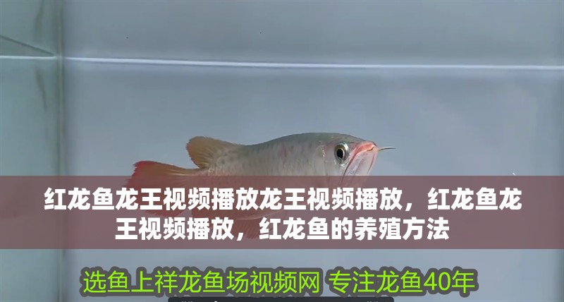 紅龍魚龍王視頻播放龍王視頻播放，紅龍魚龍王視頻播放，紅龍魚的養(yǎng)殖方法