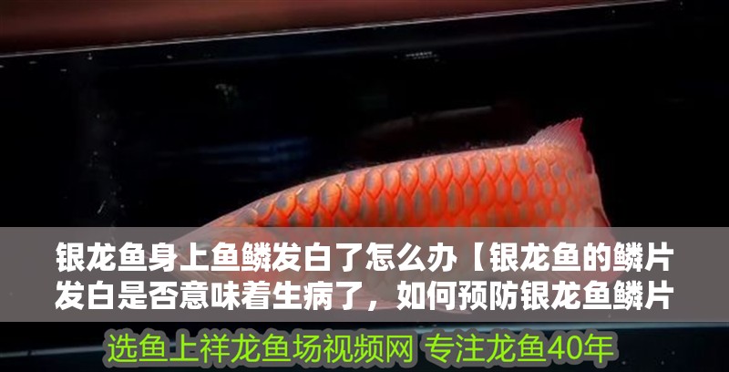 銀龍魚身上魚鱗發白了怎么辦【銀龍魚的鱗片發白是否意味著生病了，如何預防銀龍魚鱗片發白】