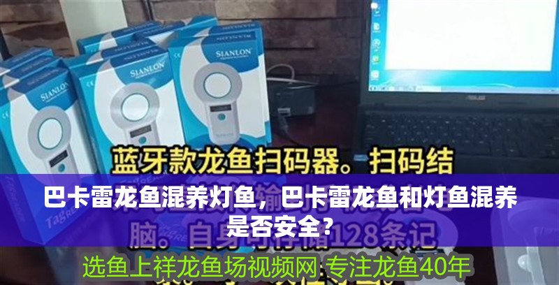 巴卡雷龍魚混養燈魚，巴卡雷龍魚和燈魚混養是否安全？