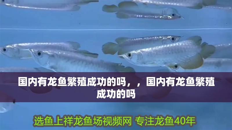 國內有龍魚繁殖成功的嗎，，國內有龍魚繁殖成功的嗎