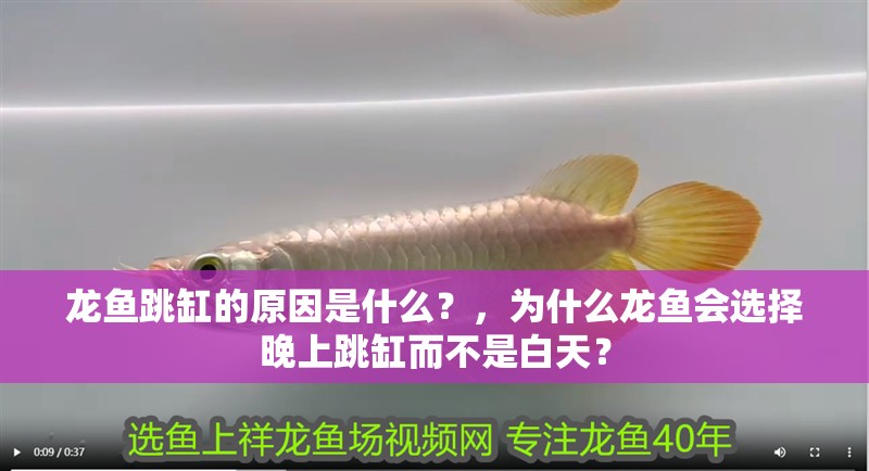 龍魚跳缸的原因是什么？，為什么龍魚會選擇晚上跳缸而不是白天？