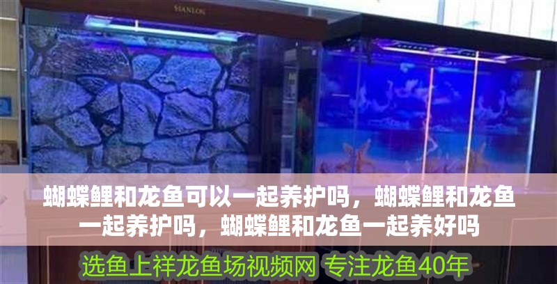 蝴蝶鯉和龍魚可以一起養護嗎，蝴蝶鯉和龍魚一起養護嗎，蝴蝶鯉和龍魚一起養好嗎