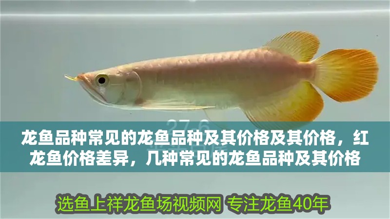 龍魚品種常見的龍魚品種及其價格及其價格，紅龍魚價格差異，幾種常見的龍魚品種及其價格