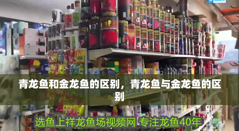 青龍魚和金龍魚的區別，青龍魚與金龍魚的區別