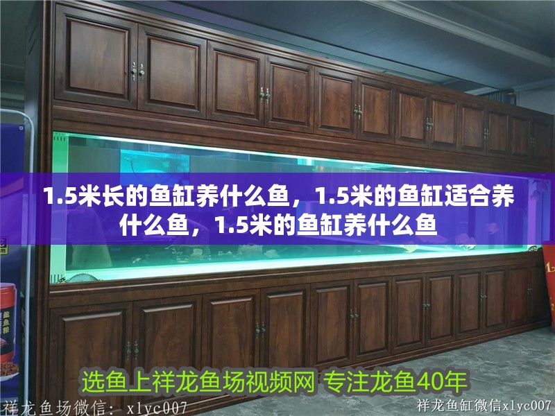 1.5米長(zhǎng)的魚缸養(yǎng)什么魚，1.5米的魚缸適合養(yǎng)什么魚，1.5米的魚缸養(yǎng)什么魚