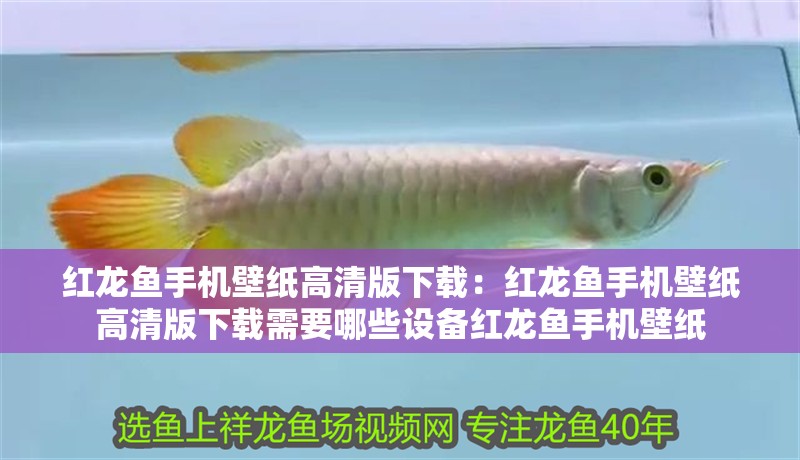 紅龍魚手機壁紙高清版下載：紅龍魚手機壁紙高清版下載需要哪些設備紅龍魚手機壁紙