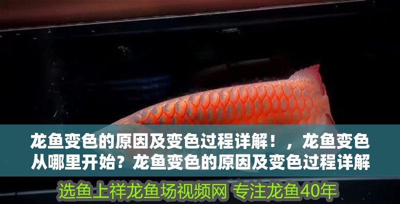 龍魚變色的原因及變色過程詳解！，龍魚變色從哪里開始？龍魚變色的原因及變色過程詳解！