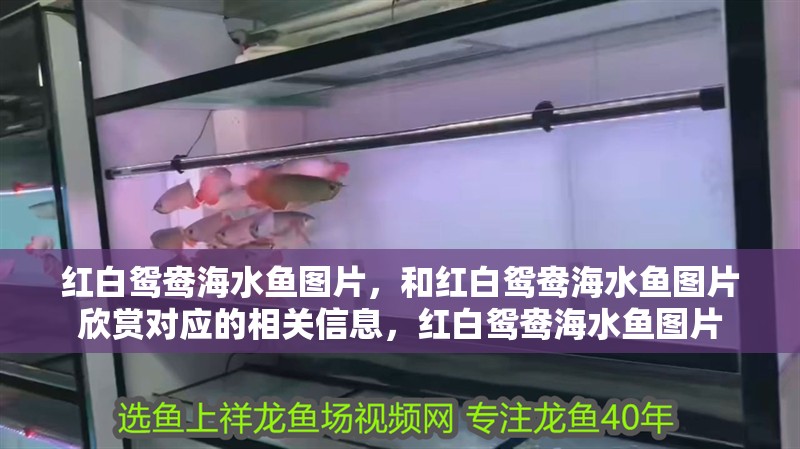 紅白鴛鴦海水魚圖片，和紅白鴛鴦海水魚圖片欣賞對應的相關信息，紅白鴛鴦海水魚圖片