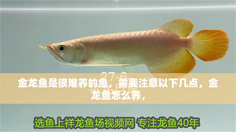 金龍魚是很難養的魚，需要注意以下幾點，金龍魚怎么養，