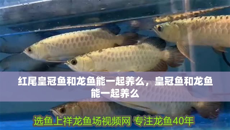 紅尾皇冠魚和龍魚能一起養么，皇冠魚和龍魚能一起養么