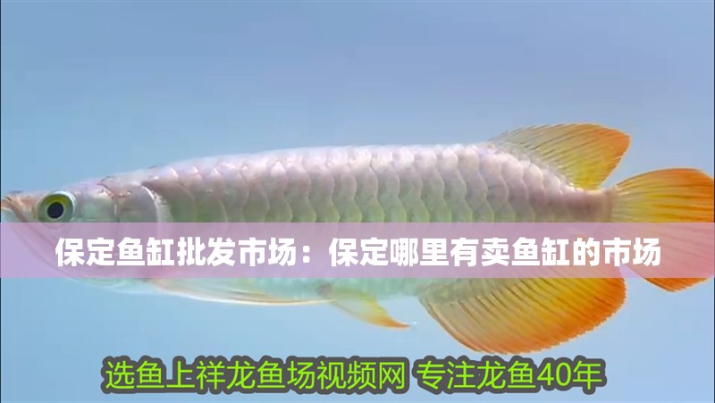 保定魚(yú)缸批發(fā)市場(chǎng)：保定哪里有賣魚(yú)缸的市場(chǎng)