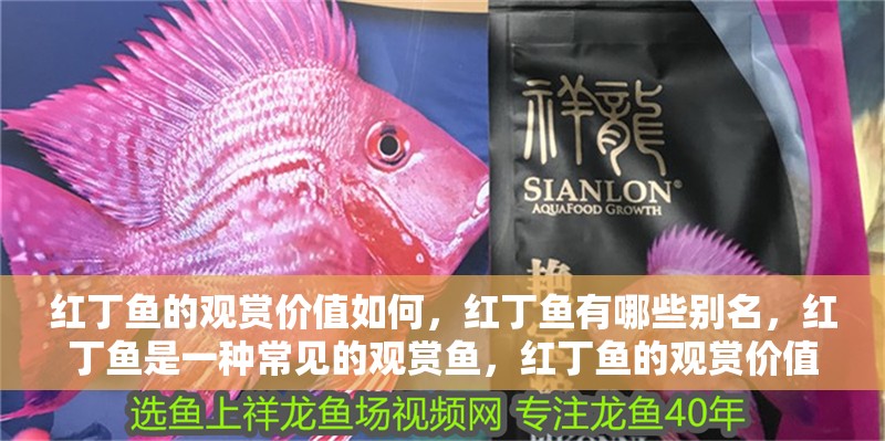紅丁魚的觀賞價值如何，紅丁魚有哪些別名，紅丁魚是一種常見的觀賞魚，紅丁魚的觀賞價值如何