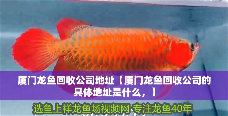 廈門龍魚回收公司地址【廈門龍魚回收公司的具體地址是什么，】