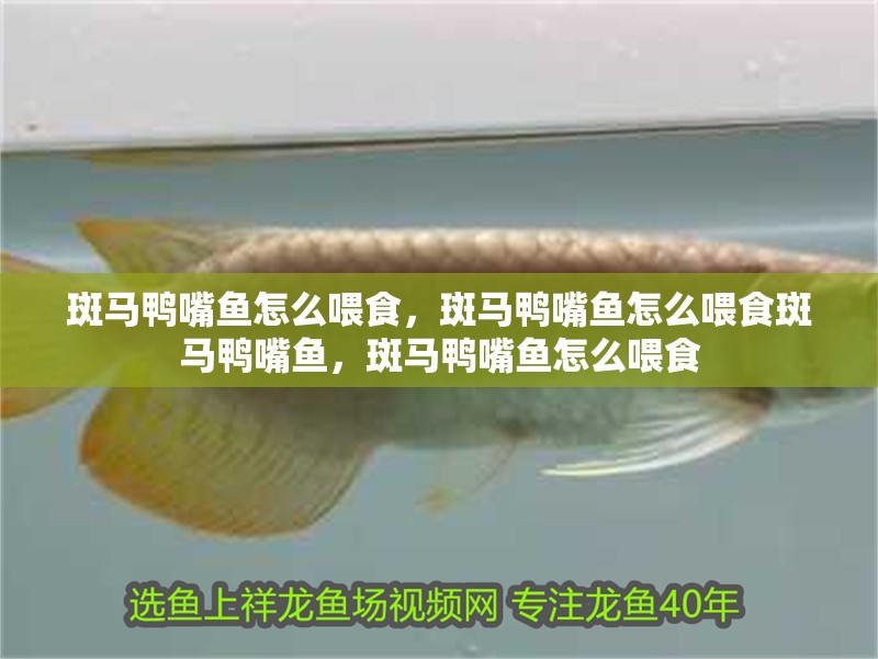 斑馬鴨嘴魚怎么喂食，斑馬鴨嘴魚怎么喂食斑馬鴨嘴魚，斑馬鴨嘴魚怎么喂食