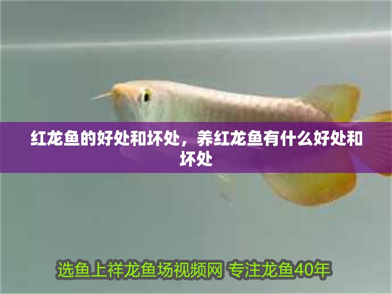 紅龍魚的好處和壞處，養紅龍魚有什么好處和壞處