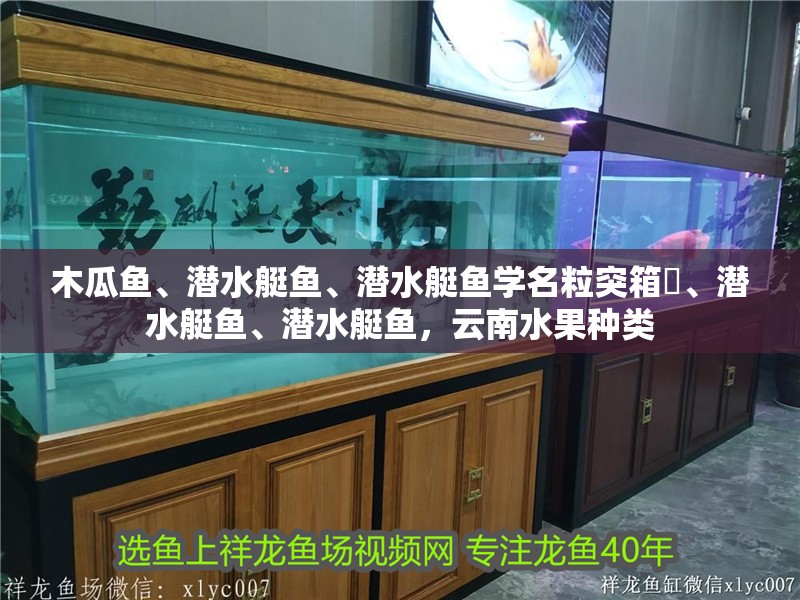 木瓜魚、潛水艇魚、潛水艇魚學(xué)名粒突箱鲀、潛水艇魚、潛水艇魚，云南水果種類