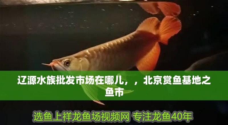 遼源水族批發市場在哪兒，，北京賞魚基地之魚市