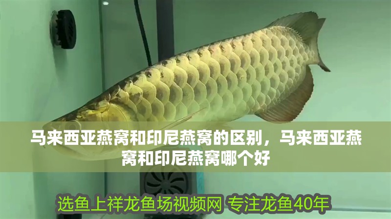馬來西亞燕窩和印尼燕窩的區(qū)別，馬來西亞燕窩和印尼燕窩哪個好