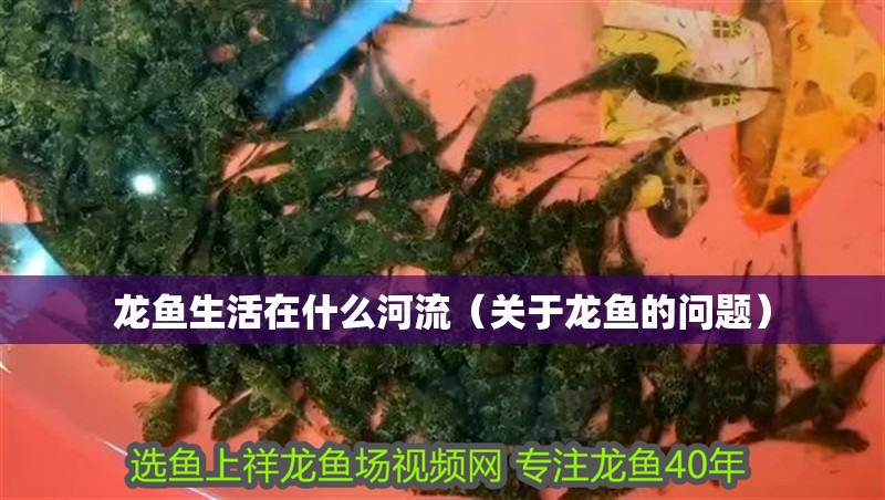 龍魚生活在什么河流（關(guān)于龍魚的問題）