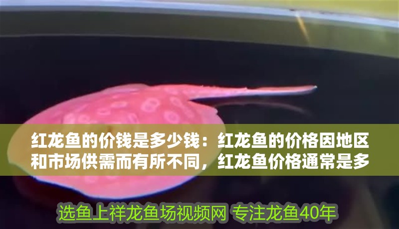 紅龍魚的價錢是多少錢：紅龍魚的價格因地區和市場供需而有所不同，紅龍魚價格通常是多少