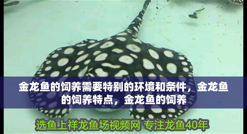 金龍魚的飼養需要特別的環境和條件，金龍魚的飼養特點，金龍魚的飼養