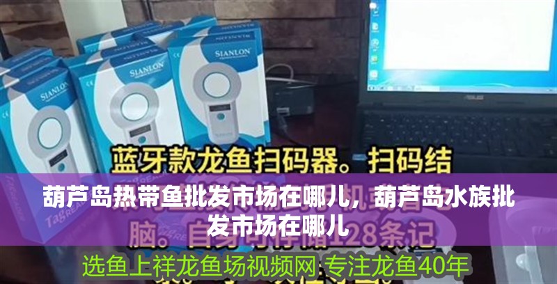葫蘆島熱帶魚批發(fā)市場在哪兒，葫蘆島水族批發(fā)市場在哪兒