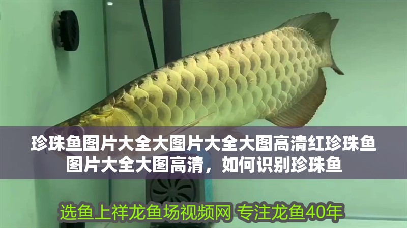 珍珠魚圖片大全大圖片大全大圖高清紅珍珠魚圖片大全大圖高清，如何識別珍珠魚