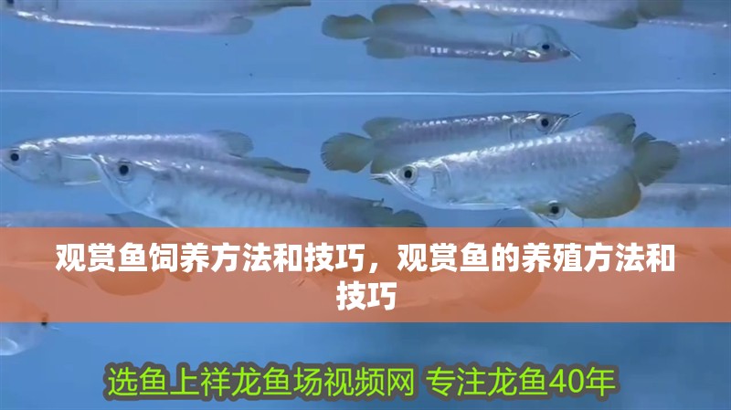 觀賞魚飼養方法和技巧，觀賞魚的養殖方法和技巧