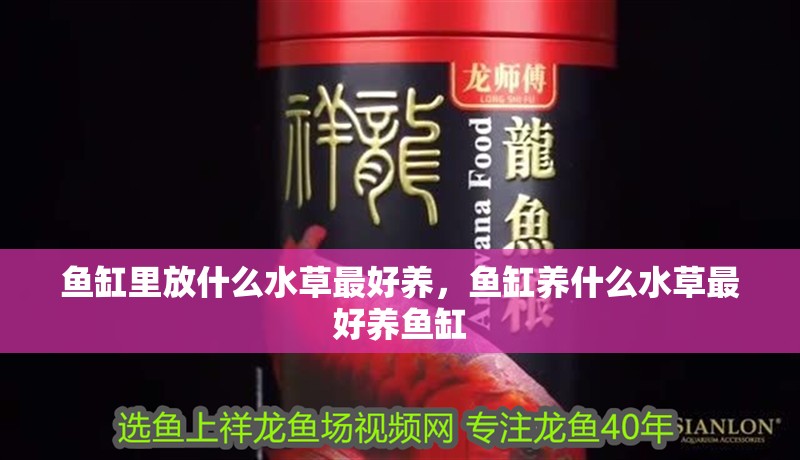 魚缸里放什么水草最好養，魚缸養什么水草最好養魚缸
