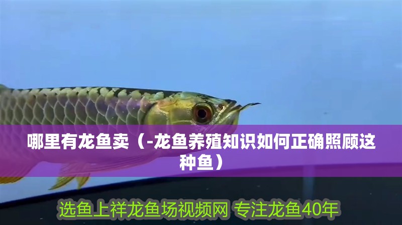 哪里有龍魚(yú)賣（-龍魚(yú)養(yǎng)殖知識(shí)如何正確照顧這種魚(yú)）