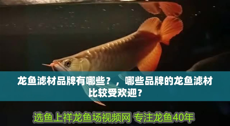 龍魚濾材品牌有哪些？，哪些品牌的龍魚濾材比較受歡迎？