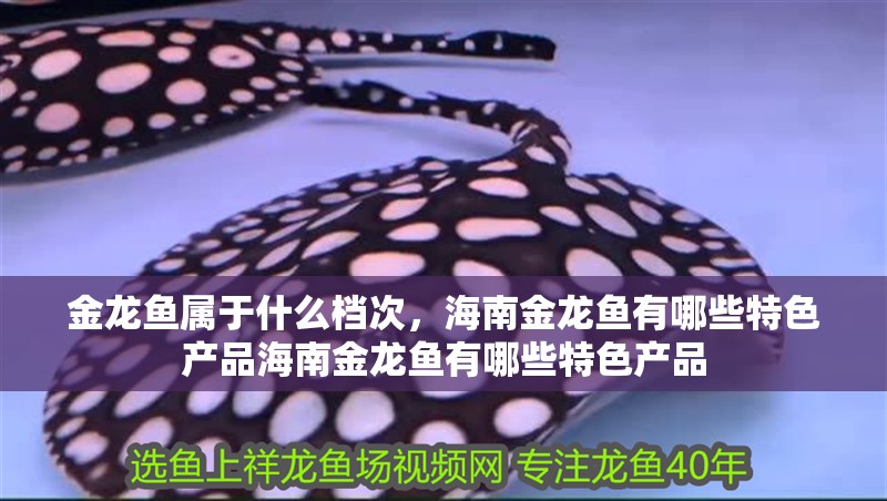金龍魚屬于什么檔次，海南金龍魚有哪些特色產品海南金龍魚有哪些特色產品