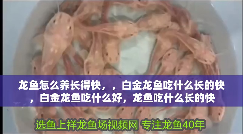 龍魚怎么養(yǎng)長得快，，白金龍魚吃什么長的快，白金龍魚吃什么好，龍魚吃什么長的快