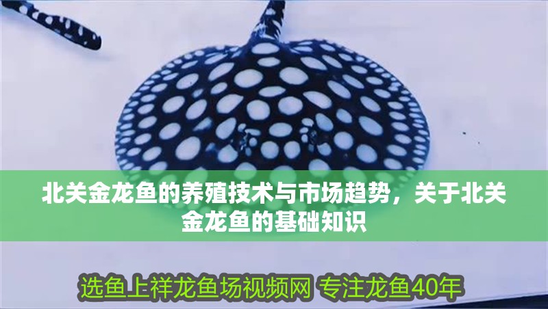 北關金龍魚的養殖技術與市場趨勢，關于北關金龍魚的基礎知識
